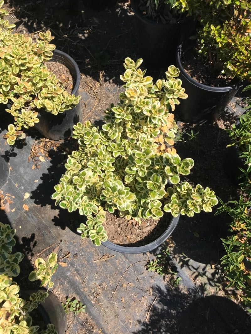 Photo for Coprosma 'Marble Queen' (Marble Queen Mirror Plant)