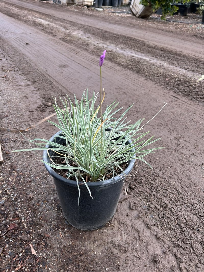 Photo for Tulbaghia violacea 'Variegata' (Society Garlic)