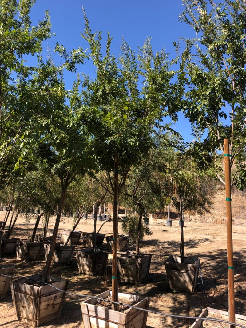 Photo for Ulmus parviflora (Chinese Elm)