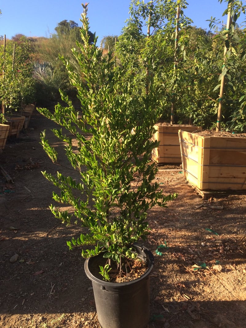 Photo for Prunus caroliniana 'Compacta' (Compact Carolina Cherry Laurel)