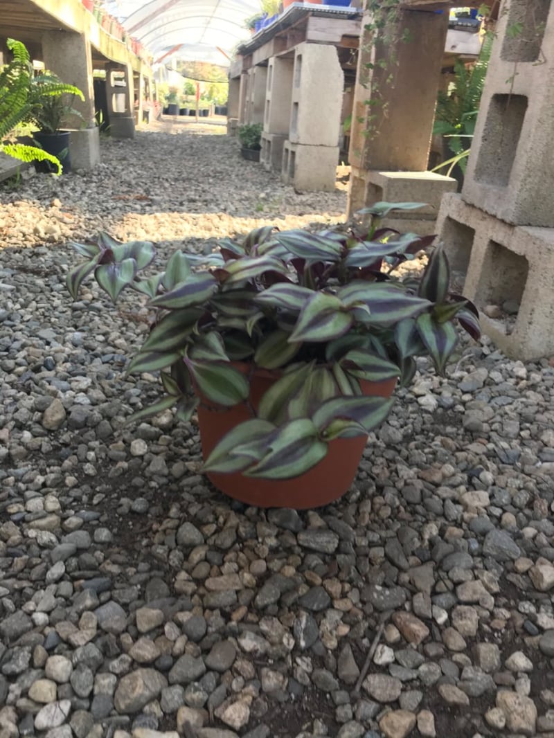 Photo for Tradescantia zebrina (Inch Plant)