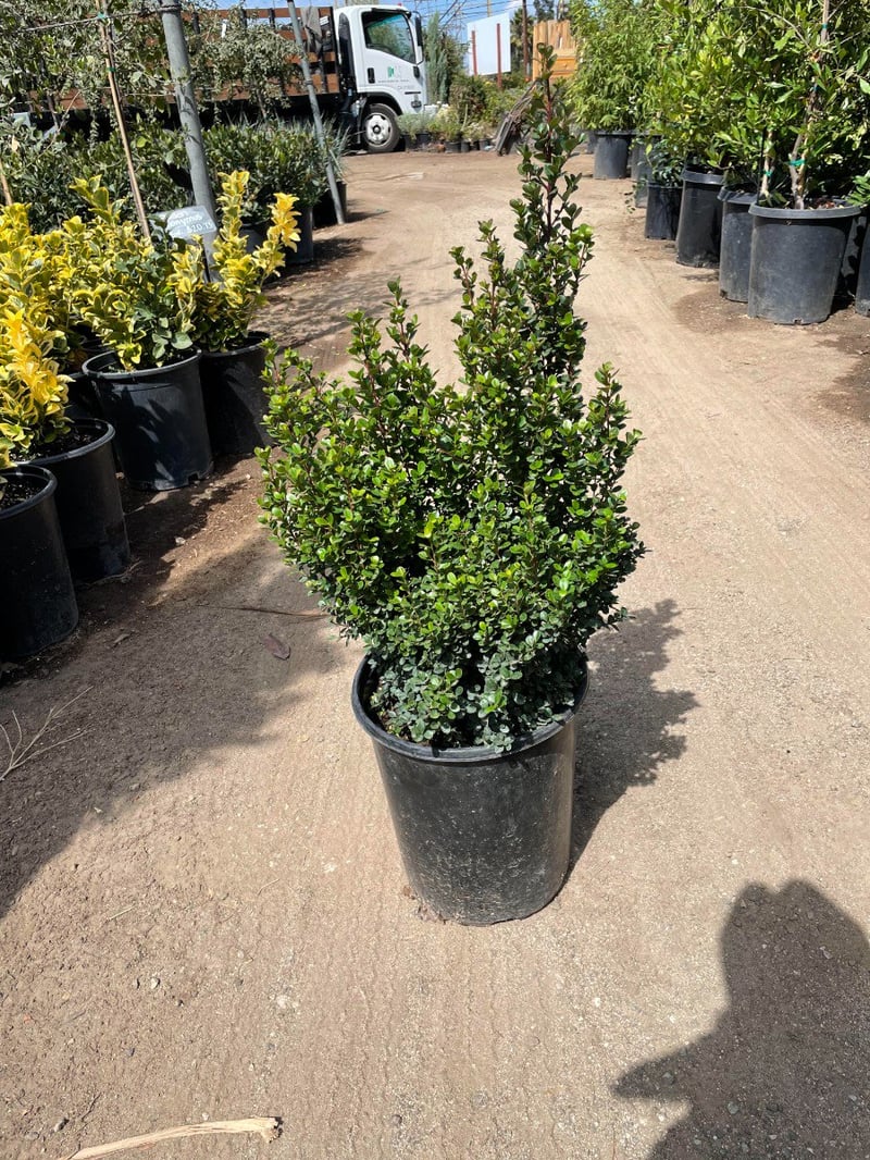 Photo for Myrsine africana (African Boxwood)