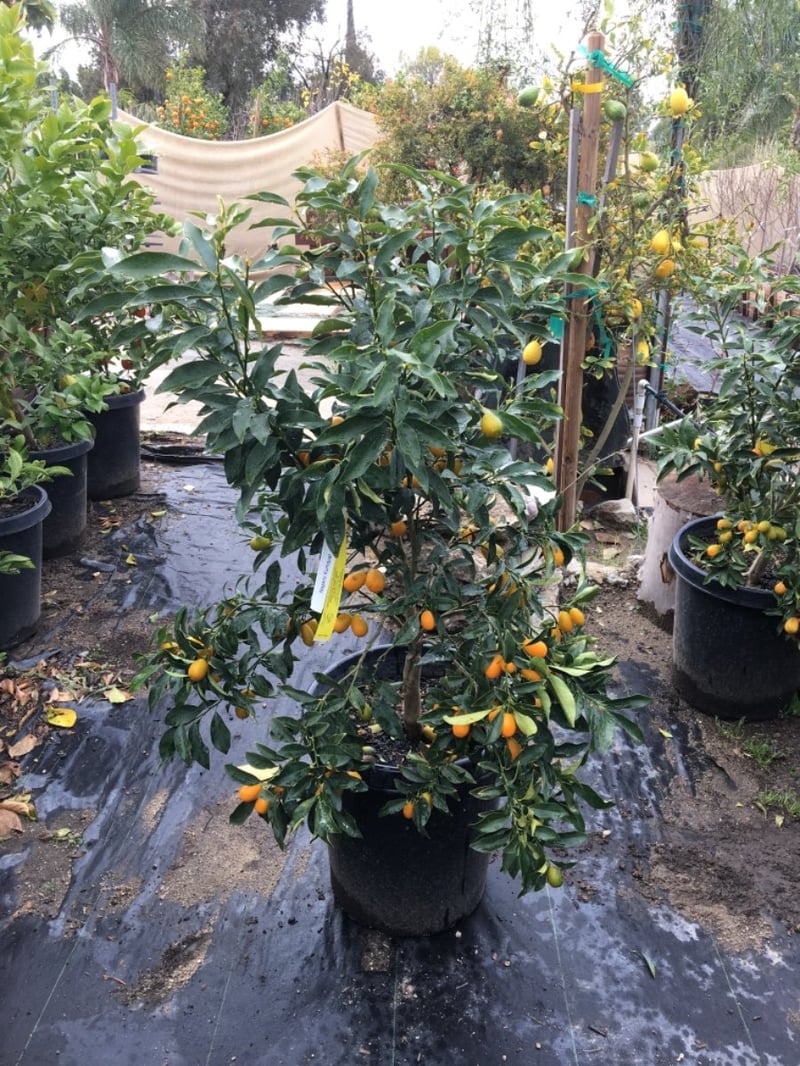 Photo for Fortunella margarita 'Nagami' (Dwarf Nagami Kumquat)