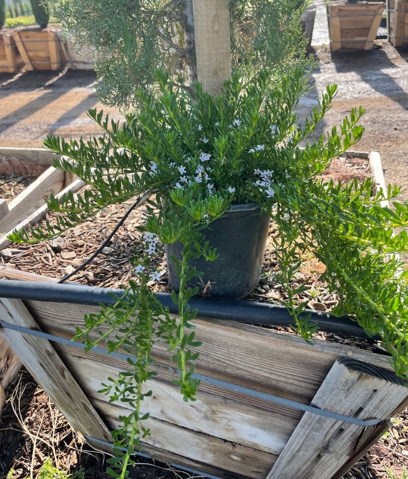 Photo for Myoporum parvifolium 'Pink' (Pink Australian Racer, Pink Groundcover Myoporum)