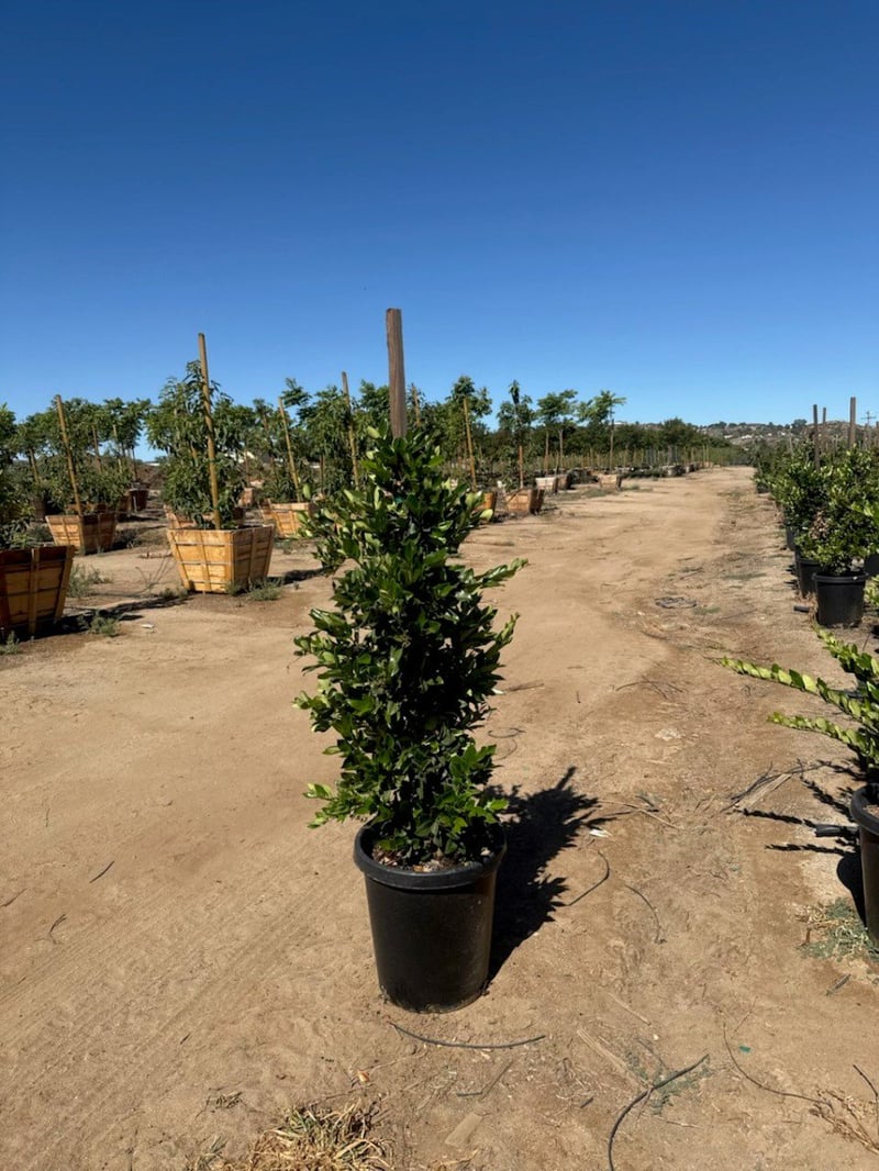 Photo for Ligustrum japonicum (Staked) (Japanese Privet)