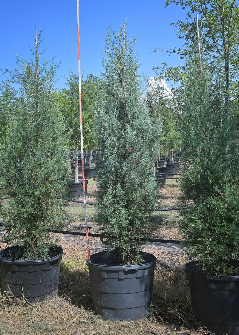 Photo for Cupressus arizonica var. glabra 'Blue Ice' (Blue Ice Cypress)