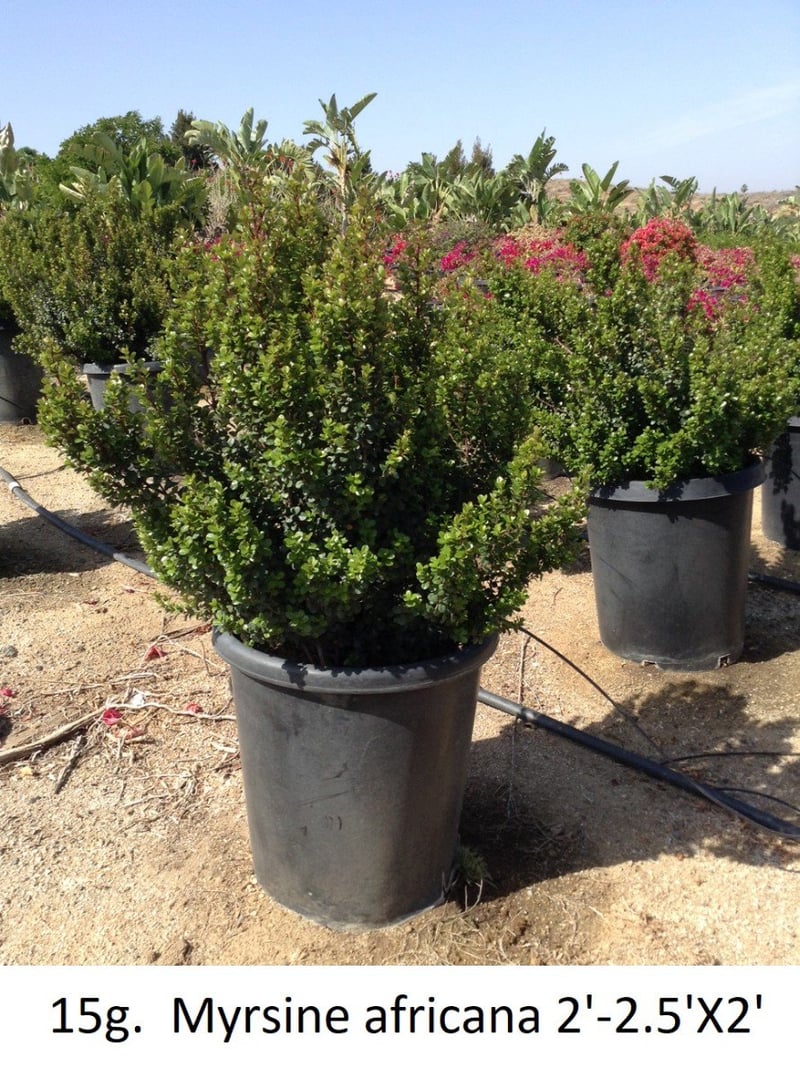Photo for Myrsine africana (African Boxwood)