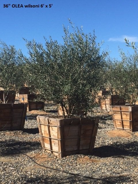 Photo for Olea europaea 'Wilsonii' (Multi) (Wilsonii Fruitless Olive)