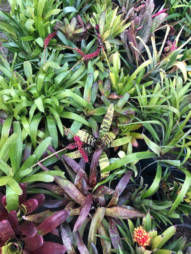 Photo for Assorted Bromeliads (Assorted Bromeliads)