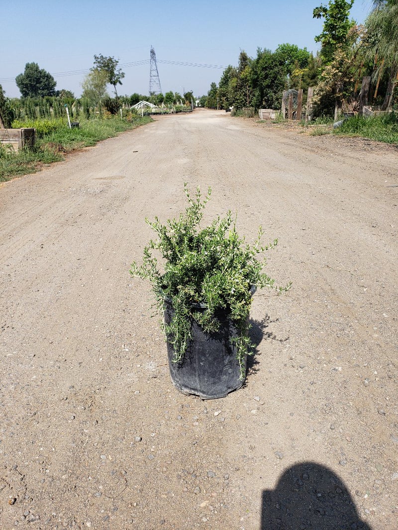 Photo for Rosmarinus officinalis Irene ['Renzels'] (Irene Trailing Blue Rosemary)