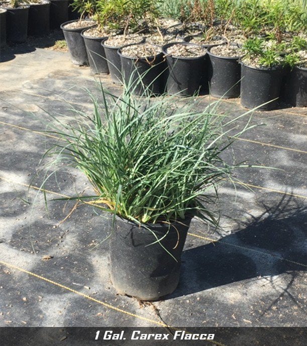 Photo for Carex glauca 'Blue Zinger' (Blue Zinger Sedge)