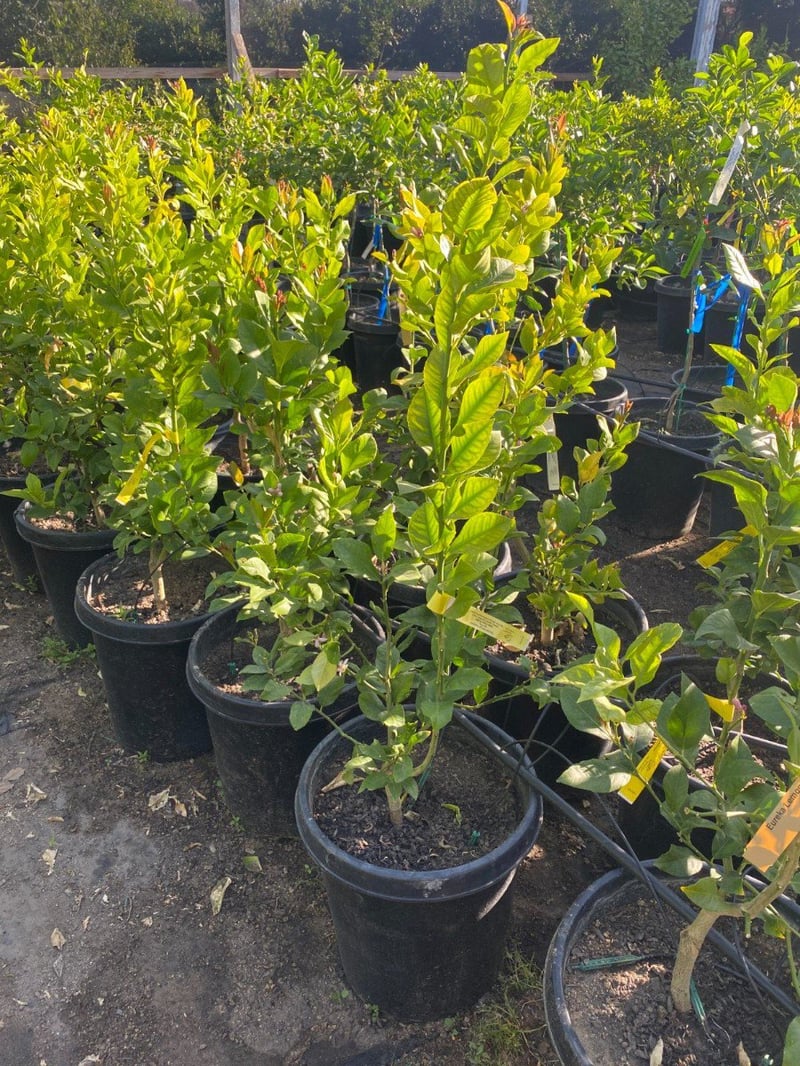 Photo for Citrus (any variety)  (Citrus, Any Variety)