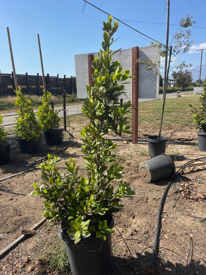 Photo for Laurus nobilis (Bush) (Sweet Bay Laurel)