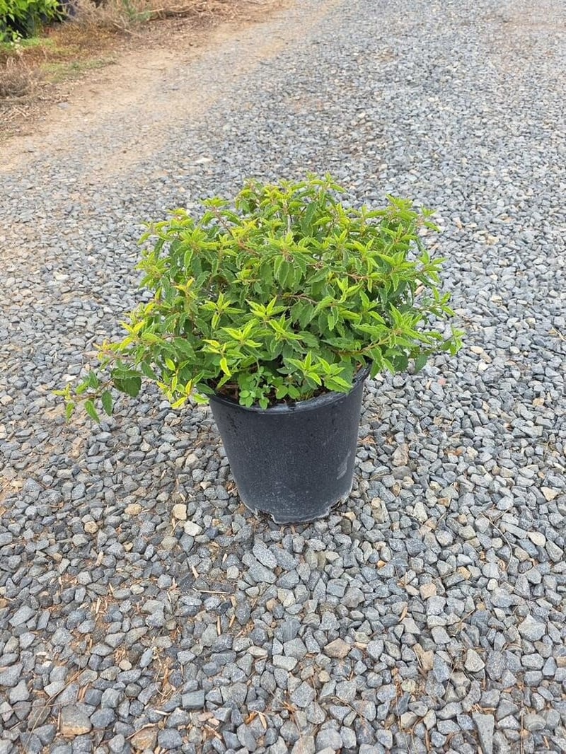 Photo for Cistus hybridus (White Rockrose)