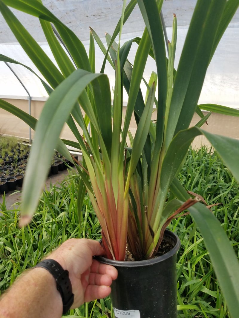 Photo for Dianella tasmanica 'Tasred' (Tasred Flax Lily)