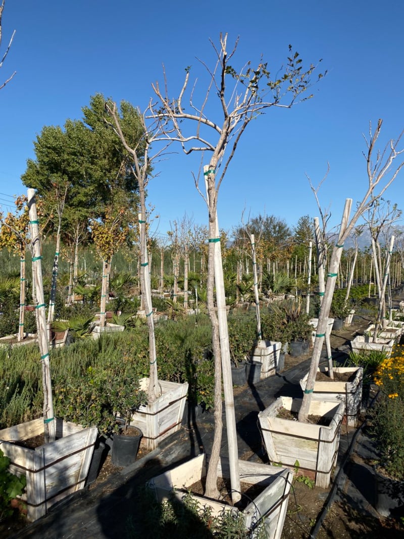 Photo for Koelreuteria paniculata (Golden Rain Tree)