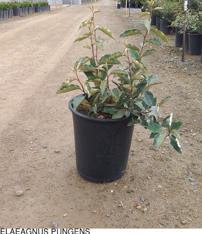 Photo for Elaeagnus pungens (Silverberry)