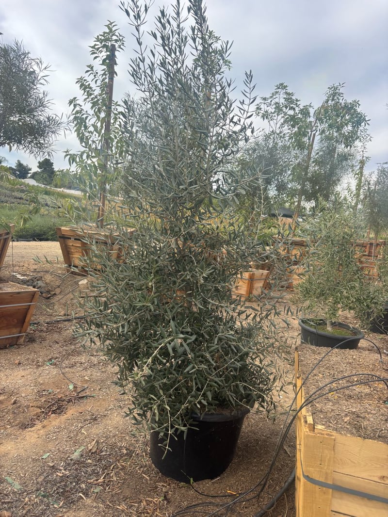 Photo for Olea europaea 'Swan Hill' (Swan Hill Olive)