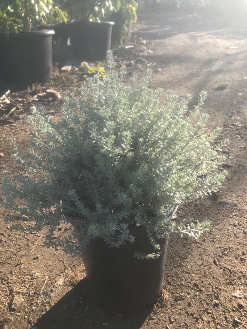 Photo for Westringia fruticosa 'Smokey' (Smokey Coast Rosemary)