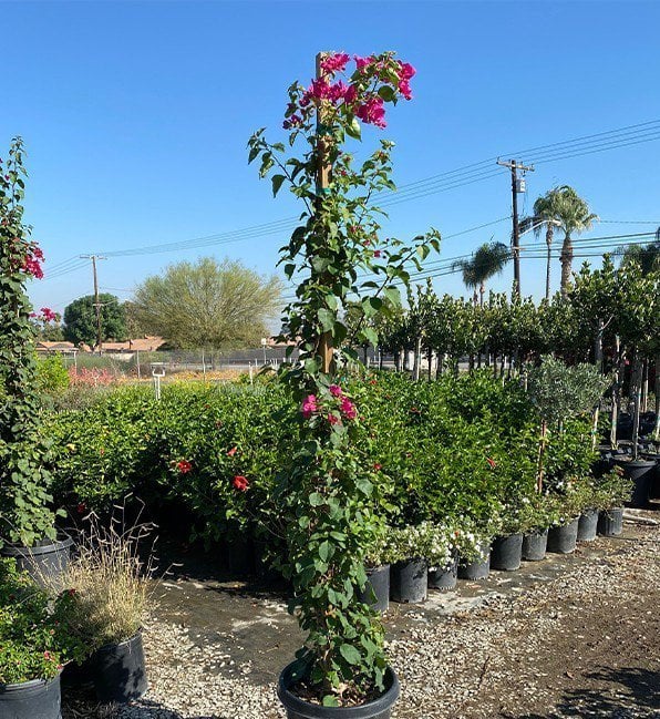Photo for Bougainvillea 'San Diego Red' (Staked)  (San Diego Red Bougainvillea)