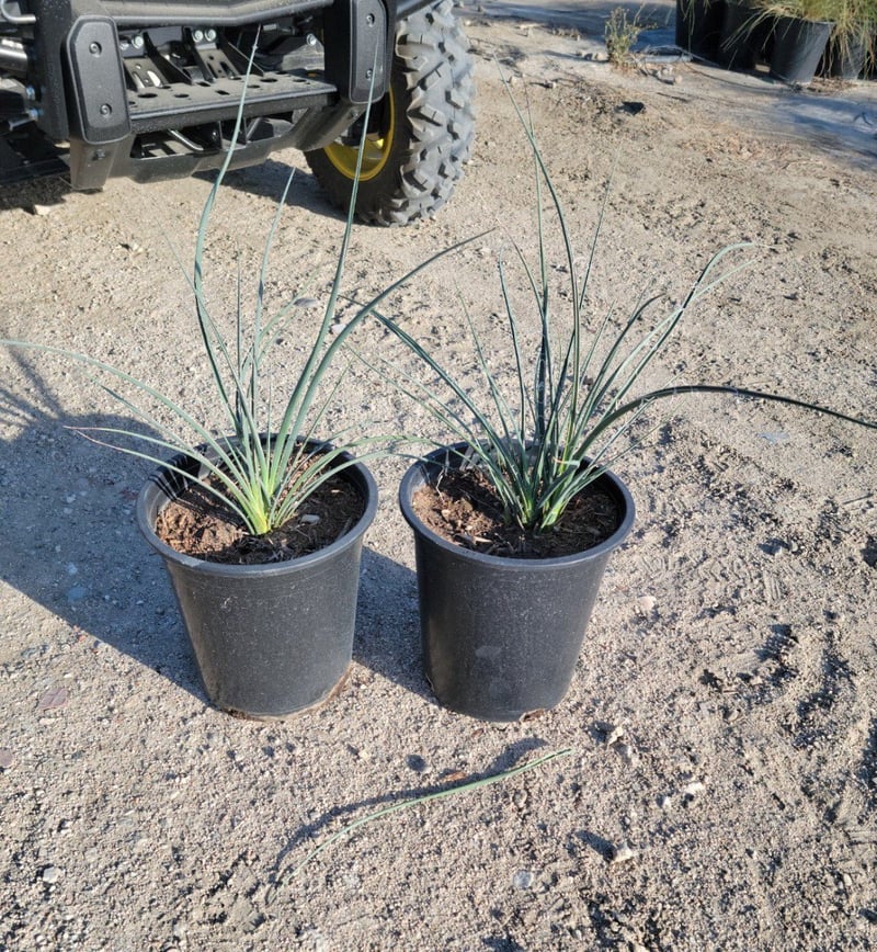 Photo for Hesperaloe parviflora 'Yellow' (Yellow Yucca, Texas Yellow Yucca)