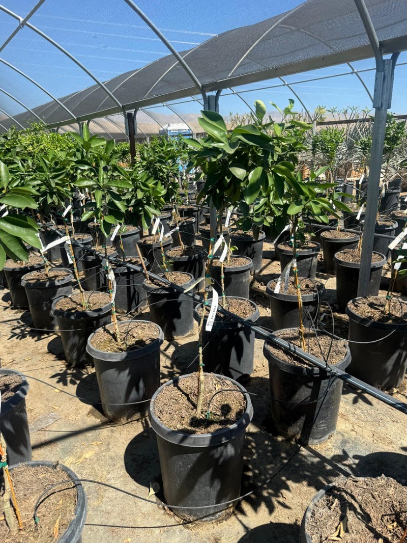 Photo for Citrus sinensis 'Cara Cara' (Cara Cara Pink Navel Orange)