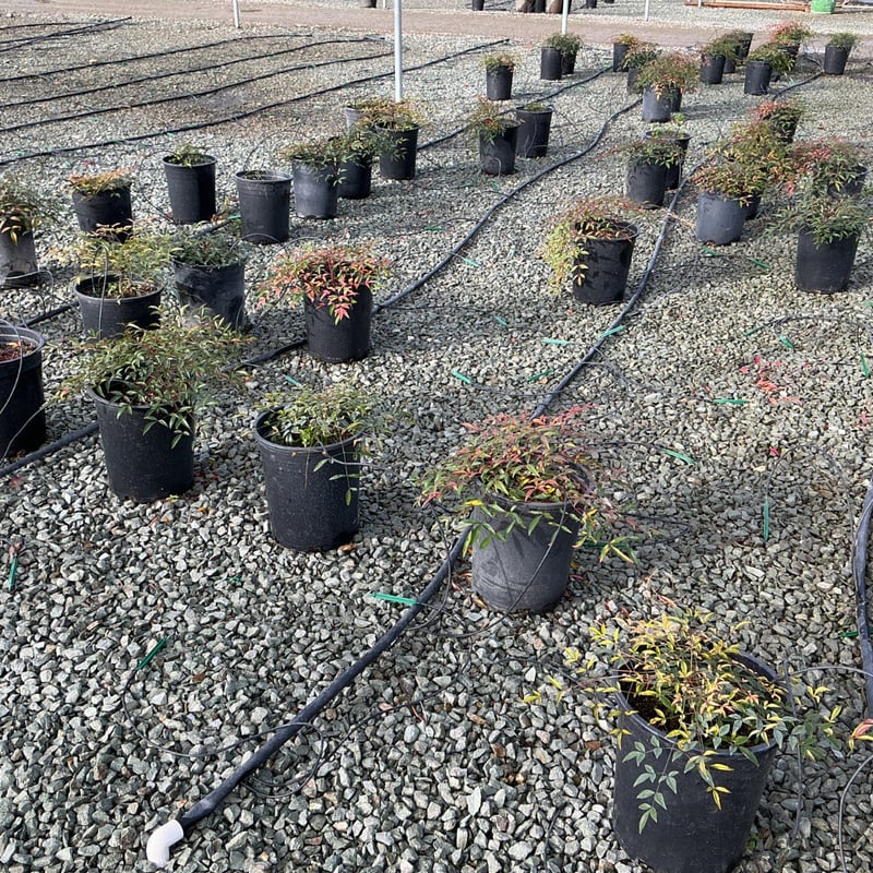 Photo for Nandina domestica 'Harbour Dwarf' (Heavenly Bamboo)