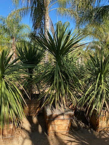 Photo for Cordyline australis (Grass Palm, Grass Tree)
