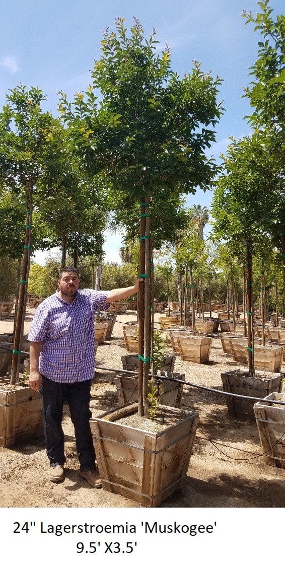 Photo for Lagerstroemia indica x fauriei 'Muskogee' (Standard) (Muskogee Crape Myrtle)