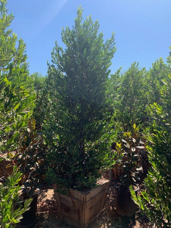 Photo for Prunus caroliniana (Column) (Carolina Cherry Laurel)