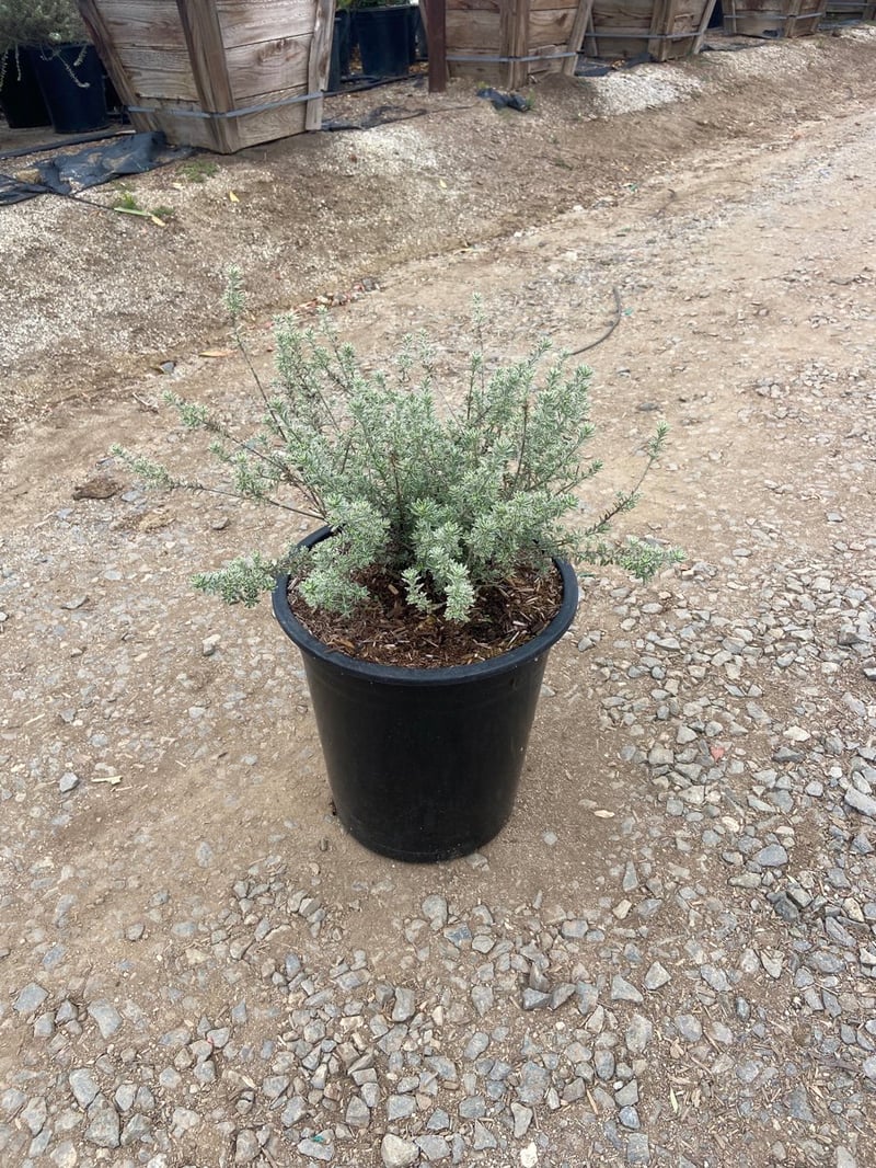 Photo for Westringia fruticosa 'Smokey' (Smokey Coast Rosemary)