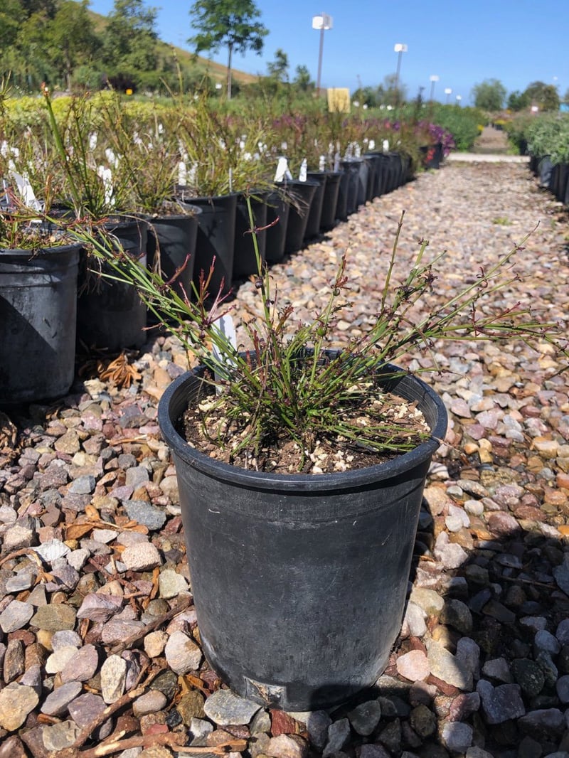 Photo for Russelia equisetiformis (Coral Fountain, Firecracker Plant)