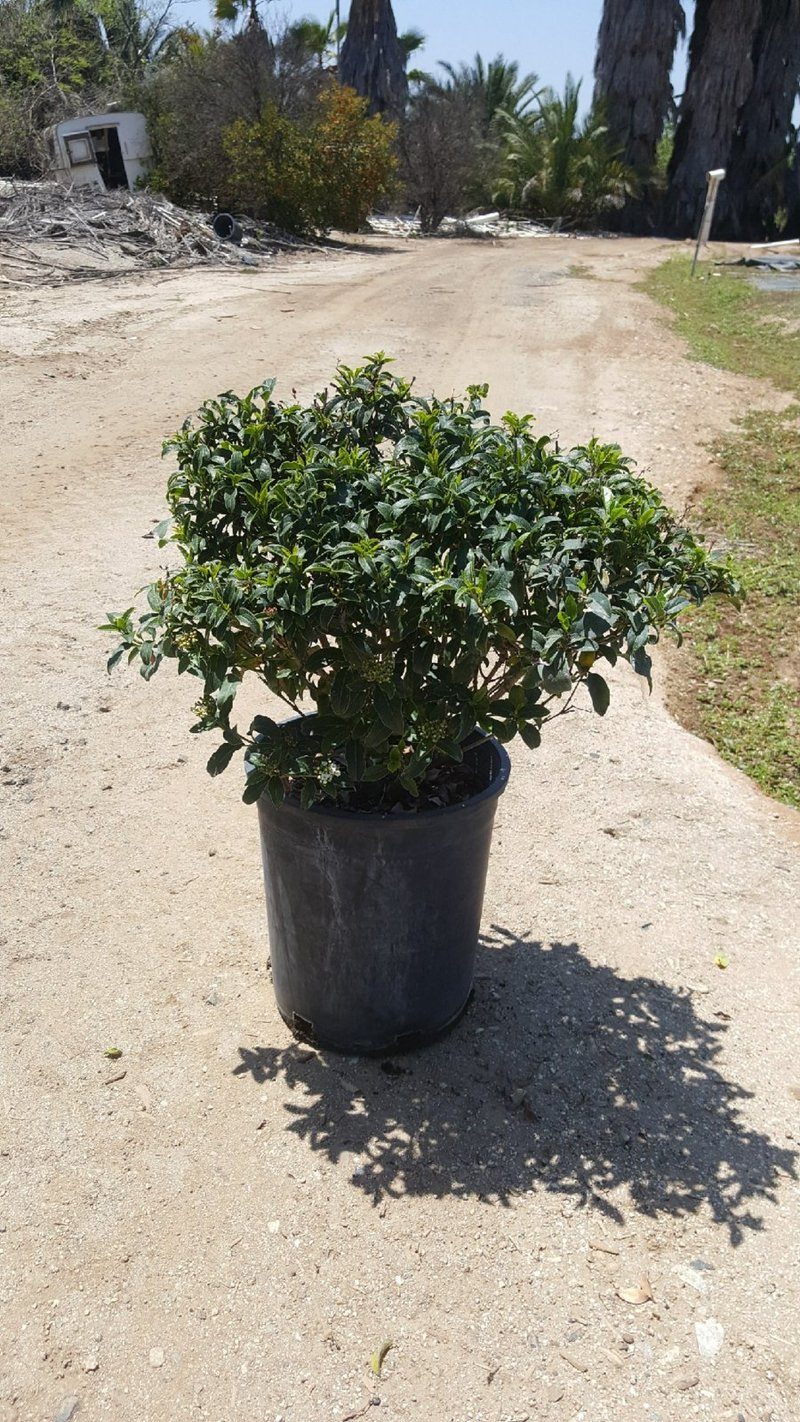 Photo for Viburnum tinus ‘Spring Bouquet’ (Spring Bouquet Laurustinus)