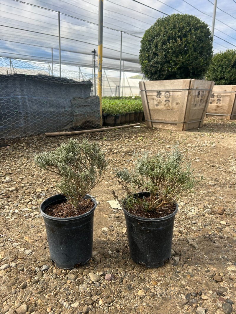 Photo for Santolina chamaecyparissus (S. incana) (Lavender Cotton)
