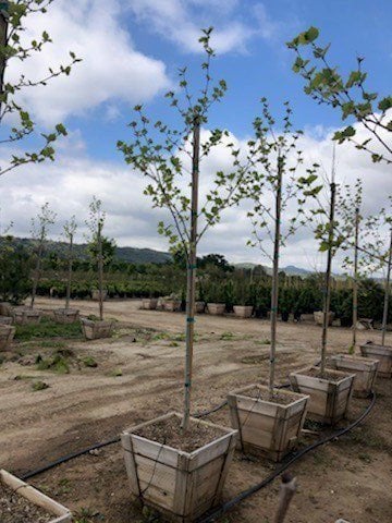 Photo for Platanus x acerifolia (Standard) (London Plane Tree)