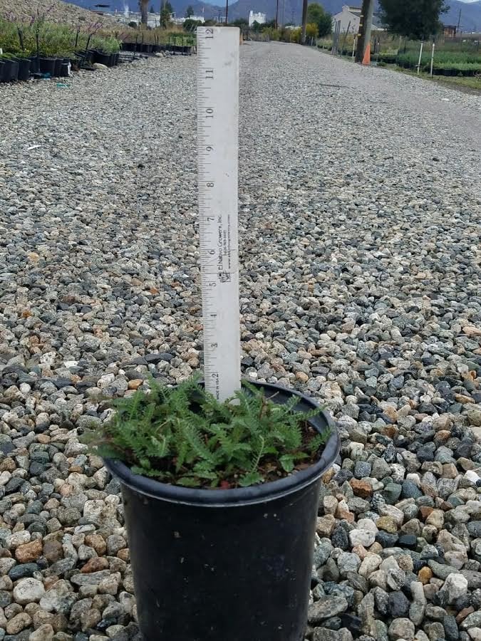Photo for Achillea 'Salmon Beauty' (Salmon Yarrow)