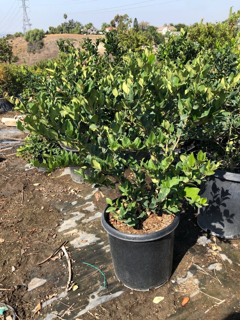 Photo for Ligustrum japonicum 'Texanum' (Waxleaf Privet)
