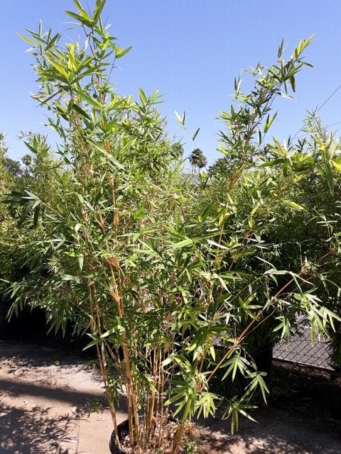 Photo for Bambusa multiplex 'Alphonse Karr' (Alphonse Karr Bamboo)