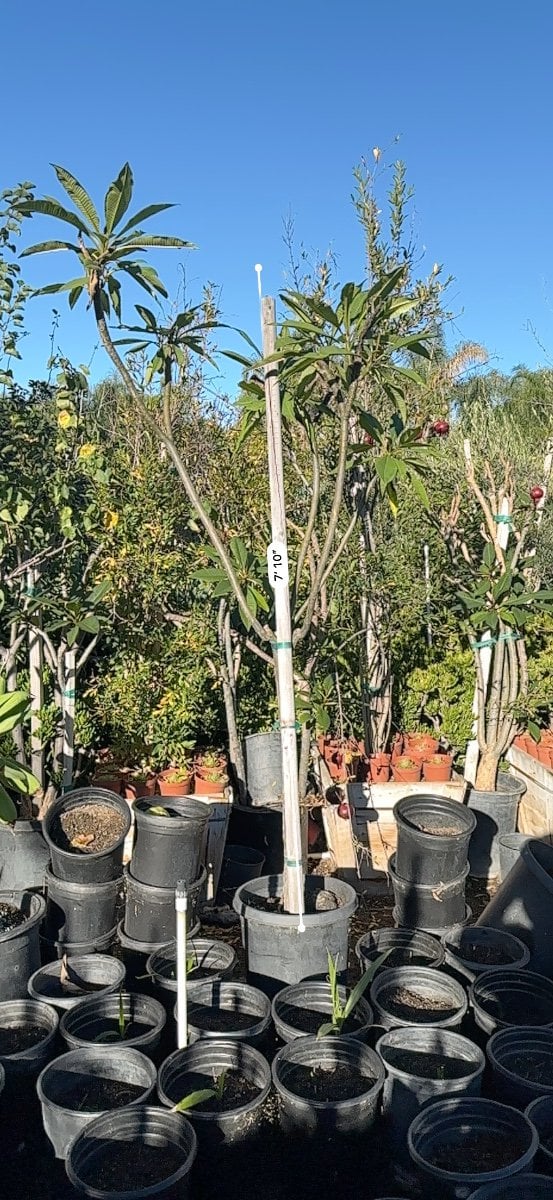 Photo for Plumeria rubra (Plumeria)