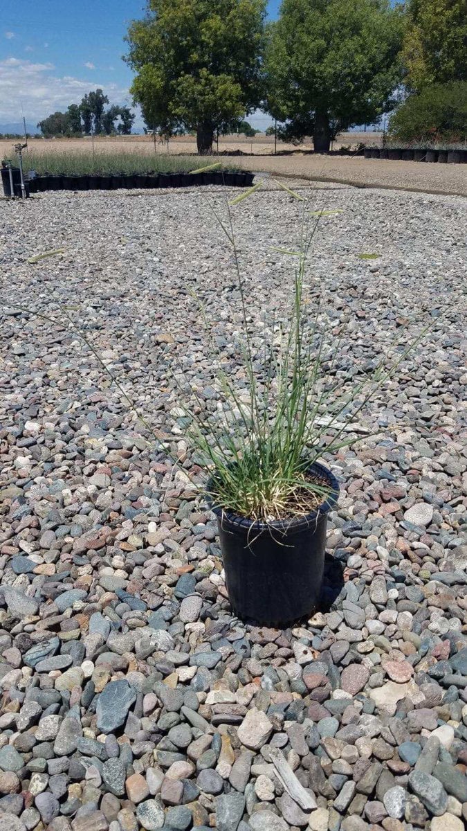 Photo for Bouteloua gracilis 'Blonde Ambition' (Blonde Ambition Blue Grama Grass)