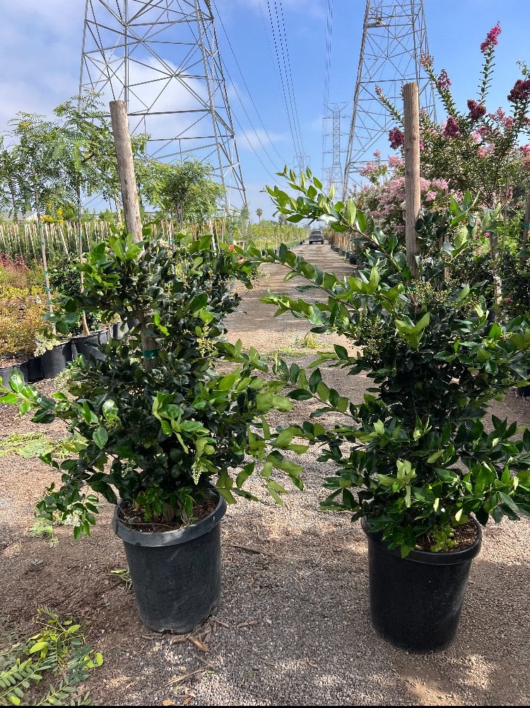 Photo for Ligustrum japonicum 'Texanum' (Hedge) (Waxleaf Privet)
