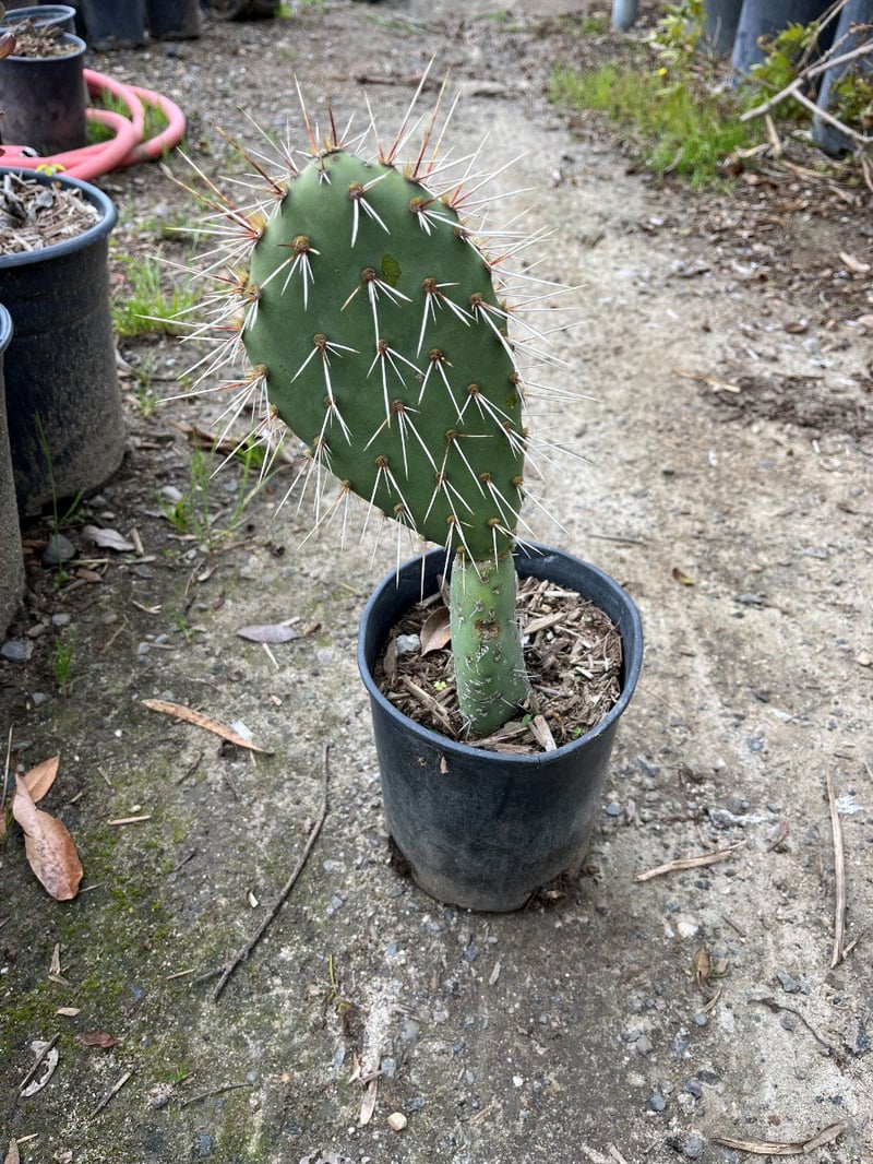 Photo for Opuntia littoralis (Coastal Prickly-Pear)