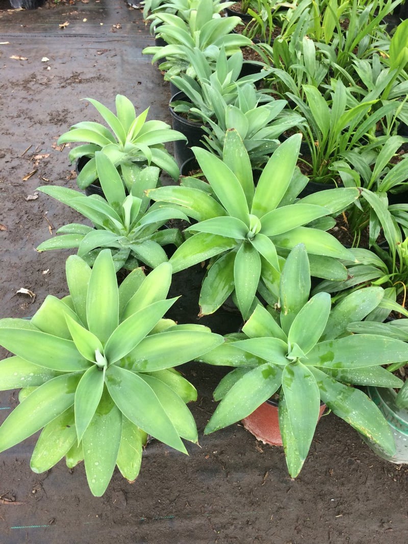 Photo for Agave attenuata (Fox Tail Agave)