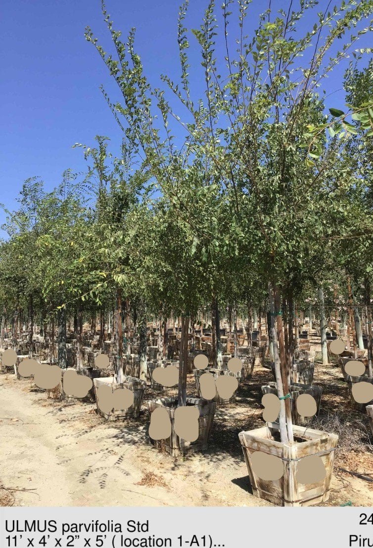 Photo for Ulmus parvifolia (Chinese Elm, Lacebark Elm)