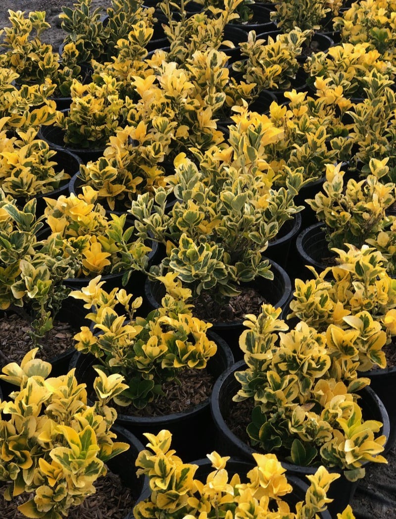 Photo for Euonymus japonicus 'Aureo-marginatus' (Golden Euonymus)