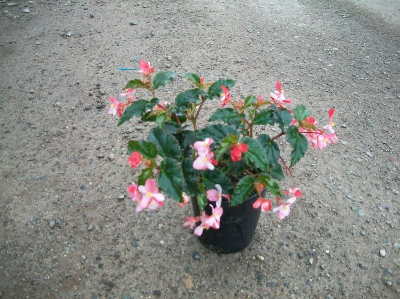 Photo for Begonia 'Richmondensis' (Richmond Begonia)