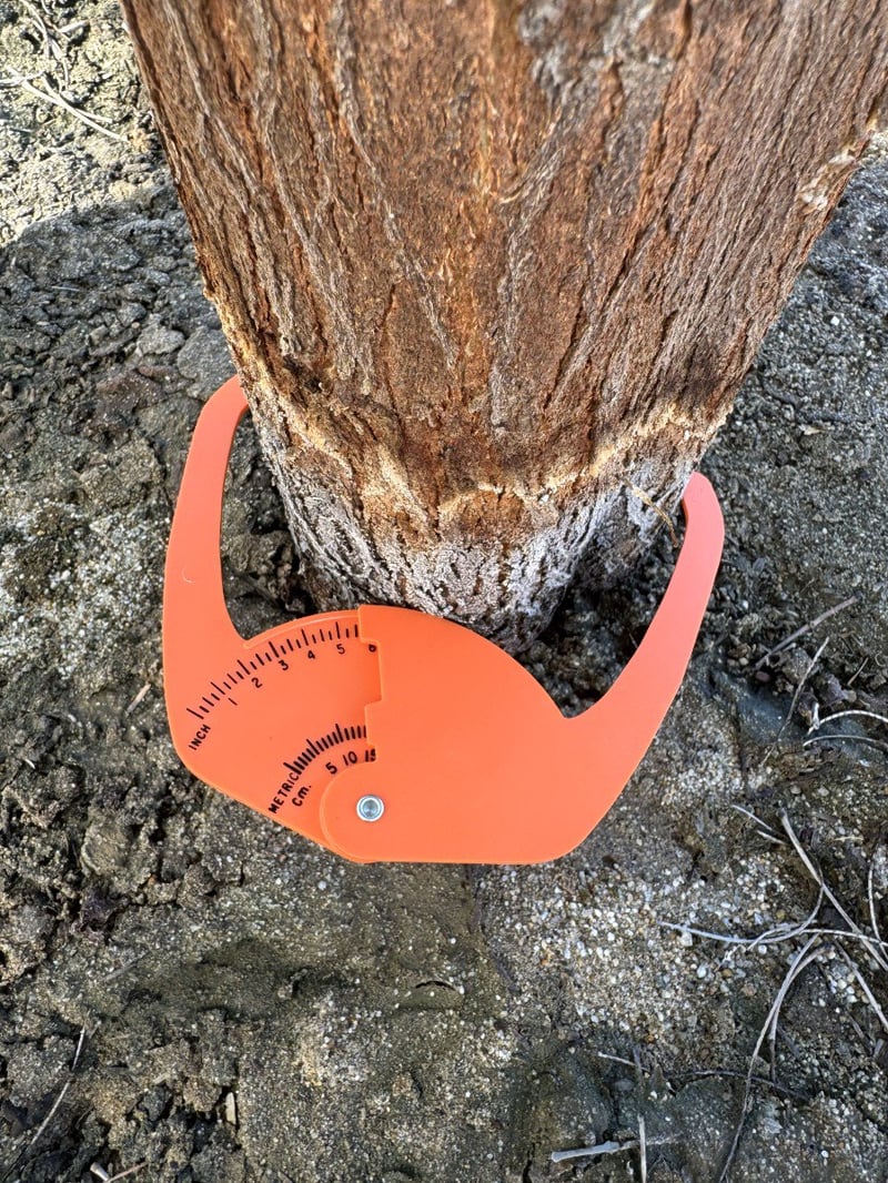 Photo for Prosopis chilensis (Thornless Chilean Mesquite)