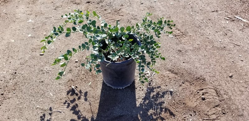 Photo for Carissa macrocarpa ‘Green Carpet’ (Green Carpet Natal Plum)