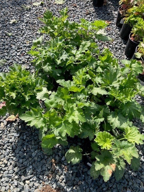 Photo for Heuchera maxima (Island Alum Root)