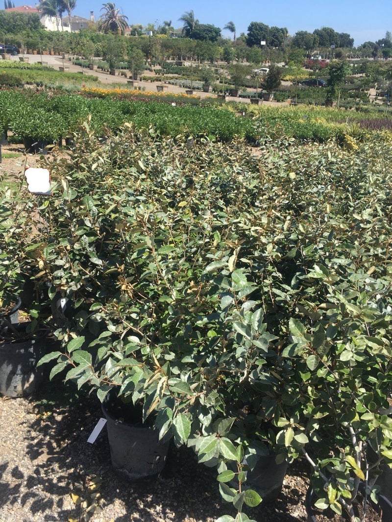 Photo for Elaeagnus pungens (Silverberry)